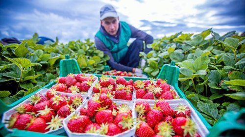 Spargel und Erdbeeren: Darum werden sie teurer