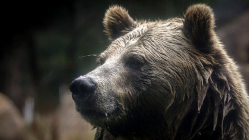 Grizzlybär-Bestände in den Rocky Mountains erholen sich