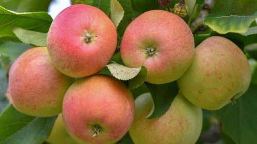 Kirschen, Pflaumen, Äpfel: Dürre macht Bauern zu schaffen