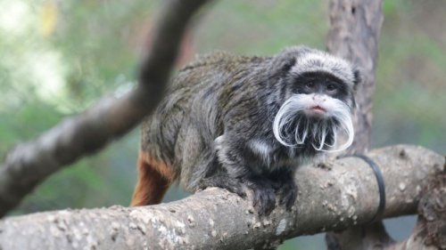Rätselhafte Vorfälle in US-Zoo: Zwei Affen verschwunden