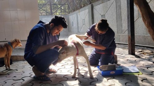 Indien und die vielen Straßenhunde: Retten oder töten?