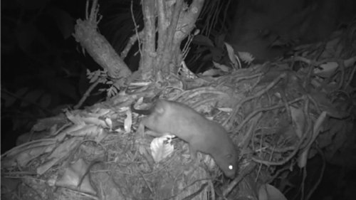 Riesen-Ratten in der Südsee entdeckt: Forschern gelingen erste Nager-Fotos