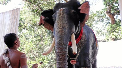 Indien: Roboter soll Tempel-Elefanten ersetzen