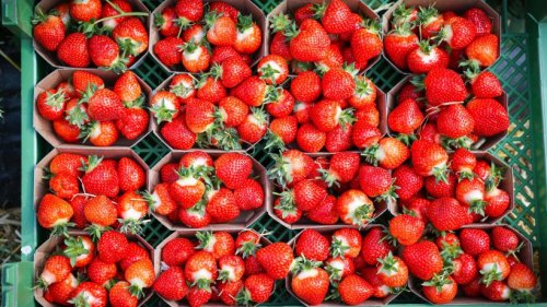 Erdbeeren: Test schockt – Gifte in Produkten von Lidl und Co. entdeckt