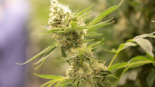 „Reinheitsgebot“ bei Cannabis - Verband fordert Standards