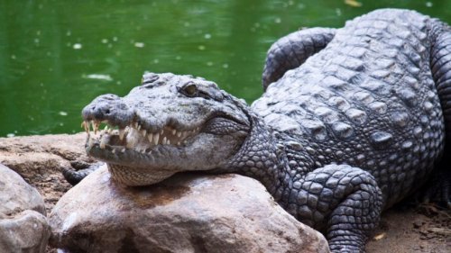 Krokodile retten Hund vor Streunern – Forscher streiten über Bedeutung