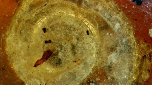 Colmar stellt 99 Millionen Jahre alte fossile Schnecke aus