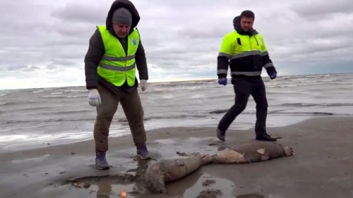 Massensterben am Kaspischen Meer: 2500 Robben verendet