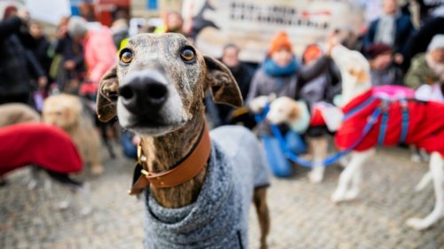 Wie in Spanien ausgesetzte Hunde zu Tode gefoltert werden