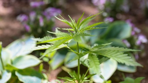Cannabispflanzen wachsen auf Spielplatz