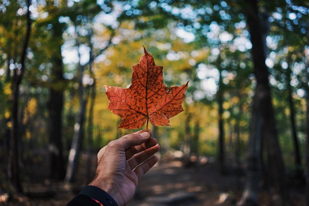 Morningstar Canada cover image