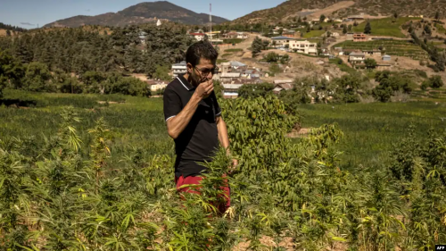 Moroccan Hashish Sellers Allegedly Refuse to Sell Cannabis to Israeli Criminals