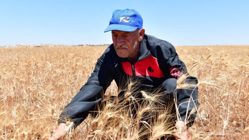 Scientists Say This New Wheat Can Withstand Extreme Heat and Drought
