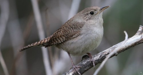 California songbirds have figured out a way to outsmart climate change