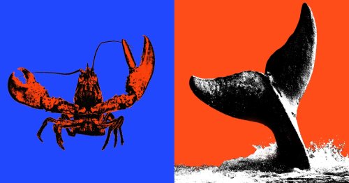 To save whales, should we stop eating lobster?