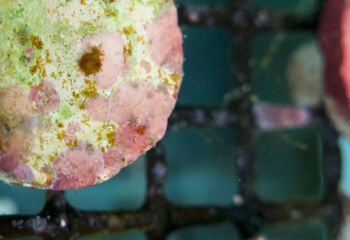 These Scientists Tried a Coral-Breeding Moonshot—and It Worked