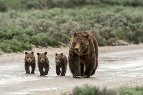 These 18 Photos of Grizzly Bears Will Make You Want to Get in Your Car and Drive to Yellowstone Right Now
