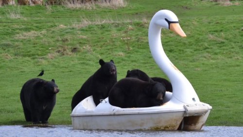 Watch Bears Have a Blast on Swan-Shaped Pedal Boat