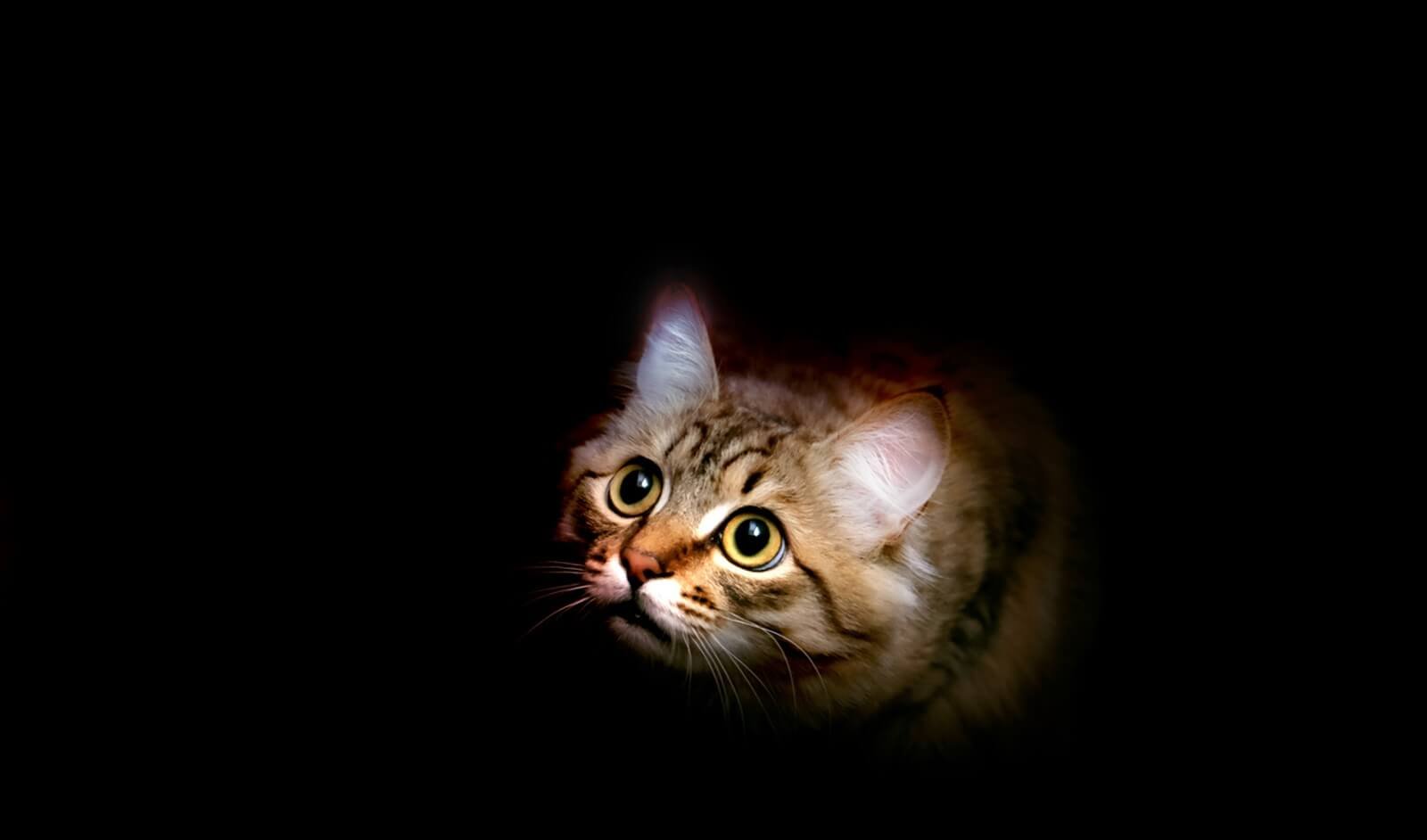 Tesla Cybertruck owner on the hook for $265 after a kitten stows away and gets stuck inside