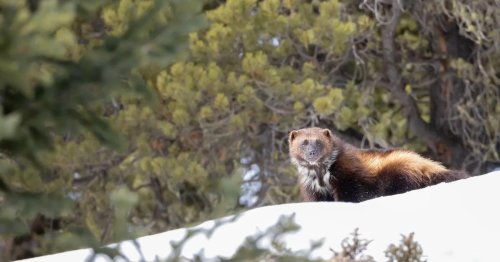 The Phantom of the Rockies