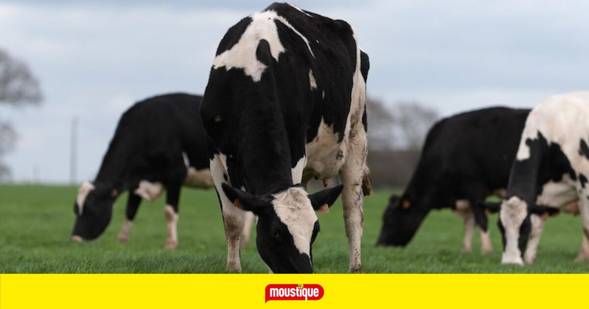 Que faire ce week-end ? Aller visiter une des 60 fermes ouvertes au public !