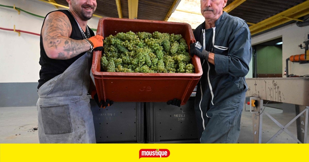 Comment la Belgique réussir à tenir la dragée haute à la France en matière de vins effervescents?