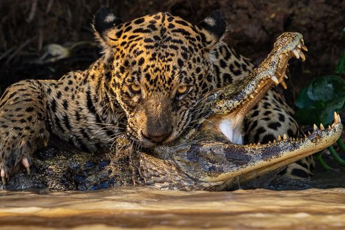 Схватка ягуара с кайманом и еще 15 лучших фото Sony World Photography Awards