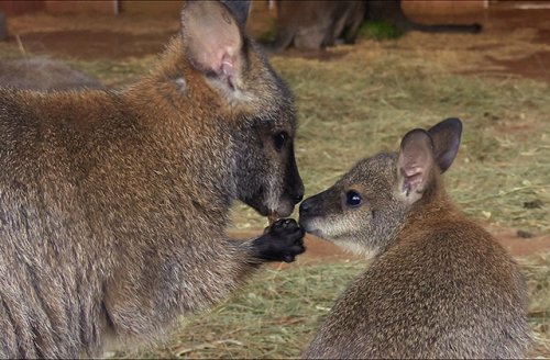 В Ленинградском зоопарке одновременно родились четверо кенгуру