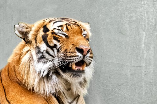 Прочитал «новости» и улыбнулся: смешной тигр в Приморье попал на видео