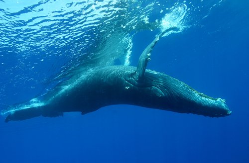 Дайверы спасли кита, попавшего в сети браконьеров