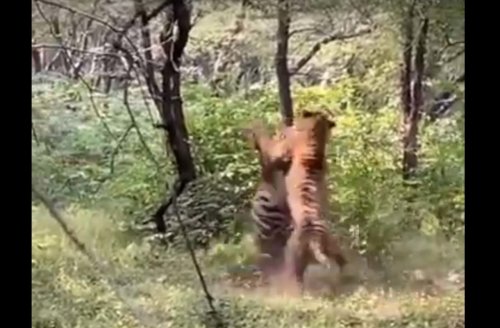 Тигры подрались из-за самки