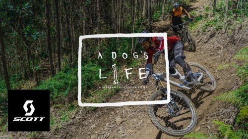 A Dog’s Life: Brendog a Madeira