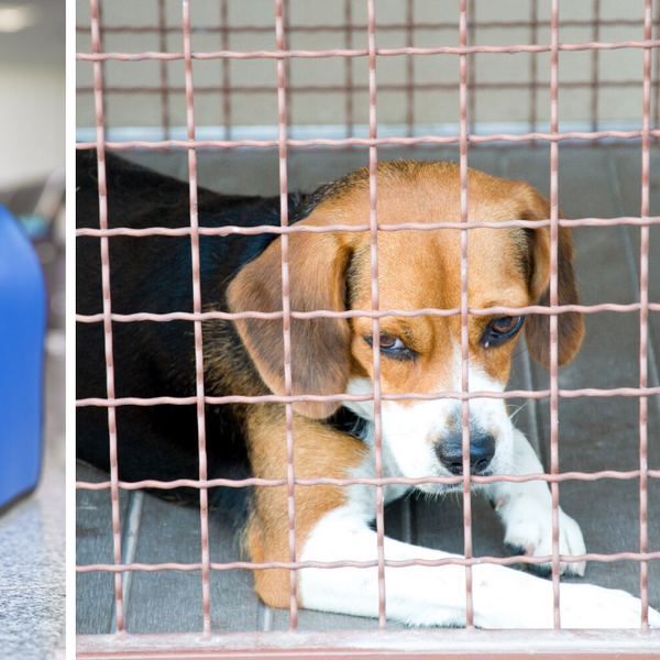 Canada Is Banning The Entry Of Dogs From Over 100 Countries & Here's Why