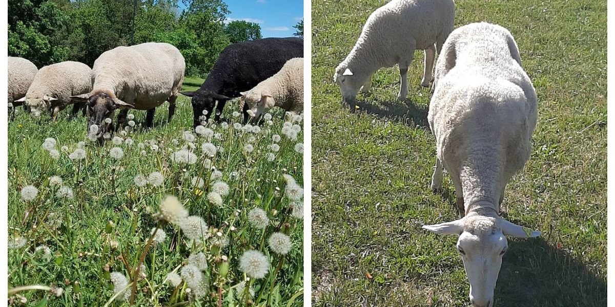 You Can Hang Out With Sheep In This Montreal Park All Summer Long