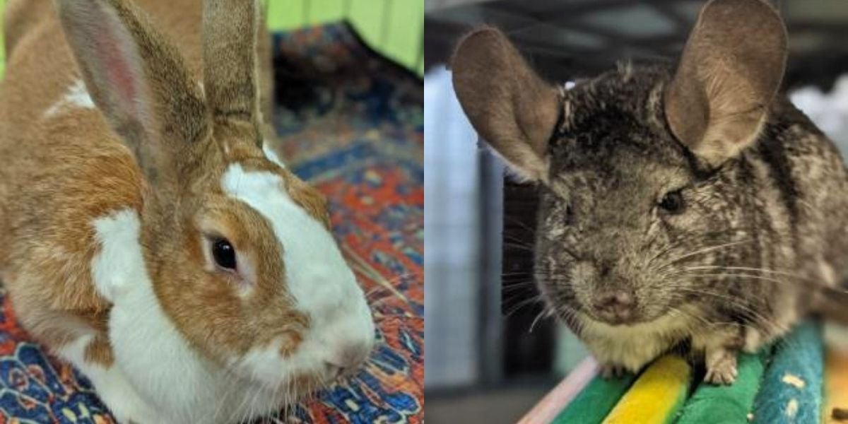 These 7 Animals At The Montreal SPCA Are Looking For Their Forever Homes (PHOTOS)