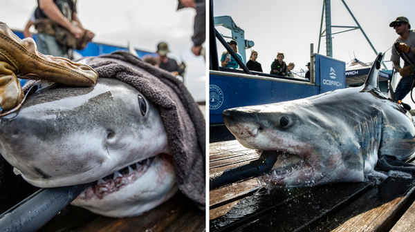 4 White Sharks Have Been Spotted In Canadian Waters — Here's Where