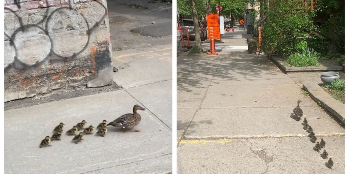 A Lost Duck Family Trekked 3 km Through The City & A Montrealer Helped Them Out (VIDEO)
