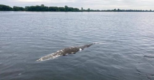 The Body Of A Whale Was Seen Floating In The Saint Lawrence River