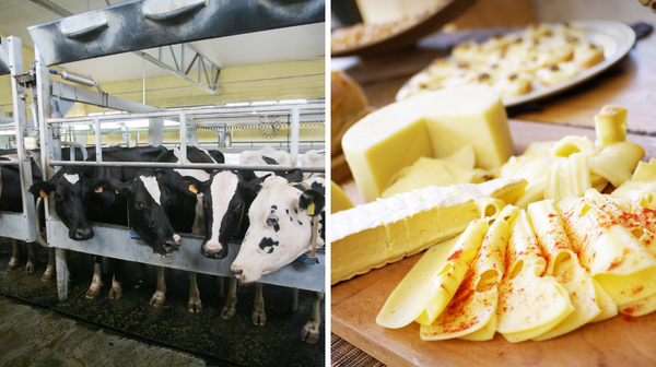 A Cheese Factory Strike In Quebec Has Sent Millions Of Litres Of Milk Down The Drain