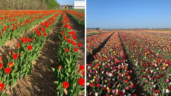 2 Huge U-Pick Tulip Fields Are Now Open Outside Montreal & The Flowers Are In Full Bloom