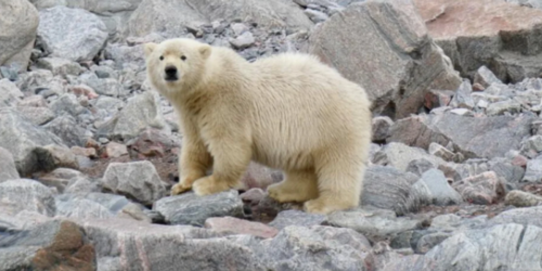 The Polar Bear Spotted In Gaspé Was Killed By Wildlife Protection This Weekend