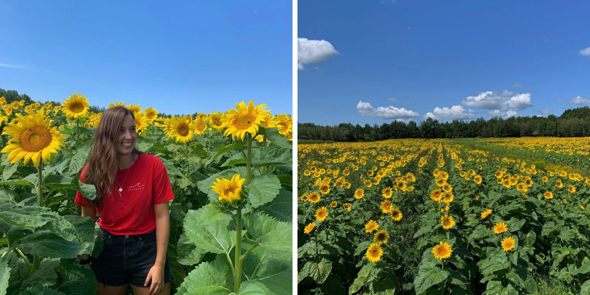 This Sunflower Field 1 Hour From Montreal Lets You Wander Through Rows Of Towering Flowers