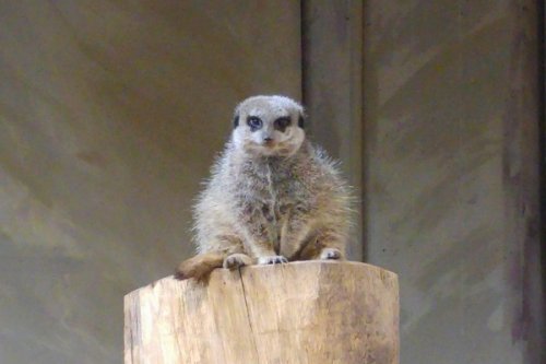 Allwetterzoo Münster – Die Besten Tipps für einen Familienausflug