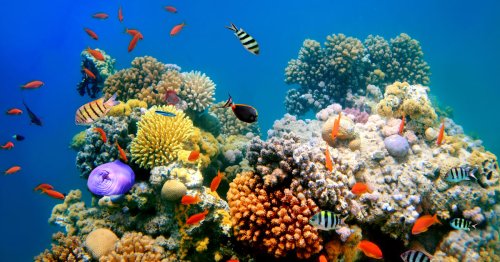 15 cosas increíbles que no sabes de los peces