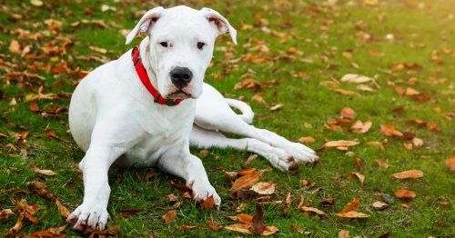 Curiosidades sobre el dogo argentino
