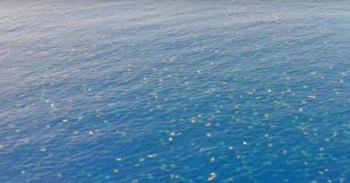 Graban imágenes espectaculares de 64 000 tortugas marinas a vista de dron