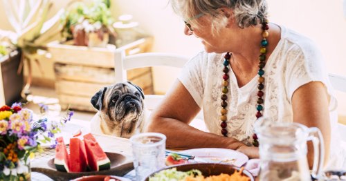Cómo evitar que tu perro te pida comida sin parar