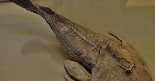 Cephalaspis, el pez blindado de la prehistoria que aspiraba su comida porque no tenía mandíbulas