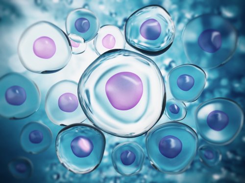 Crean embriones de ratón artificiales sin óvulos, ni espermatozoides, ni úteros