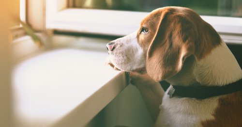 Cómo ayudar al perro a superar la pérdida de otro can
